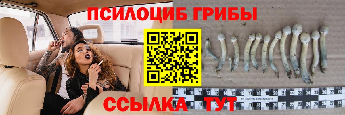 Псилоцибиновые грибы Psilocybine cubensis Северск